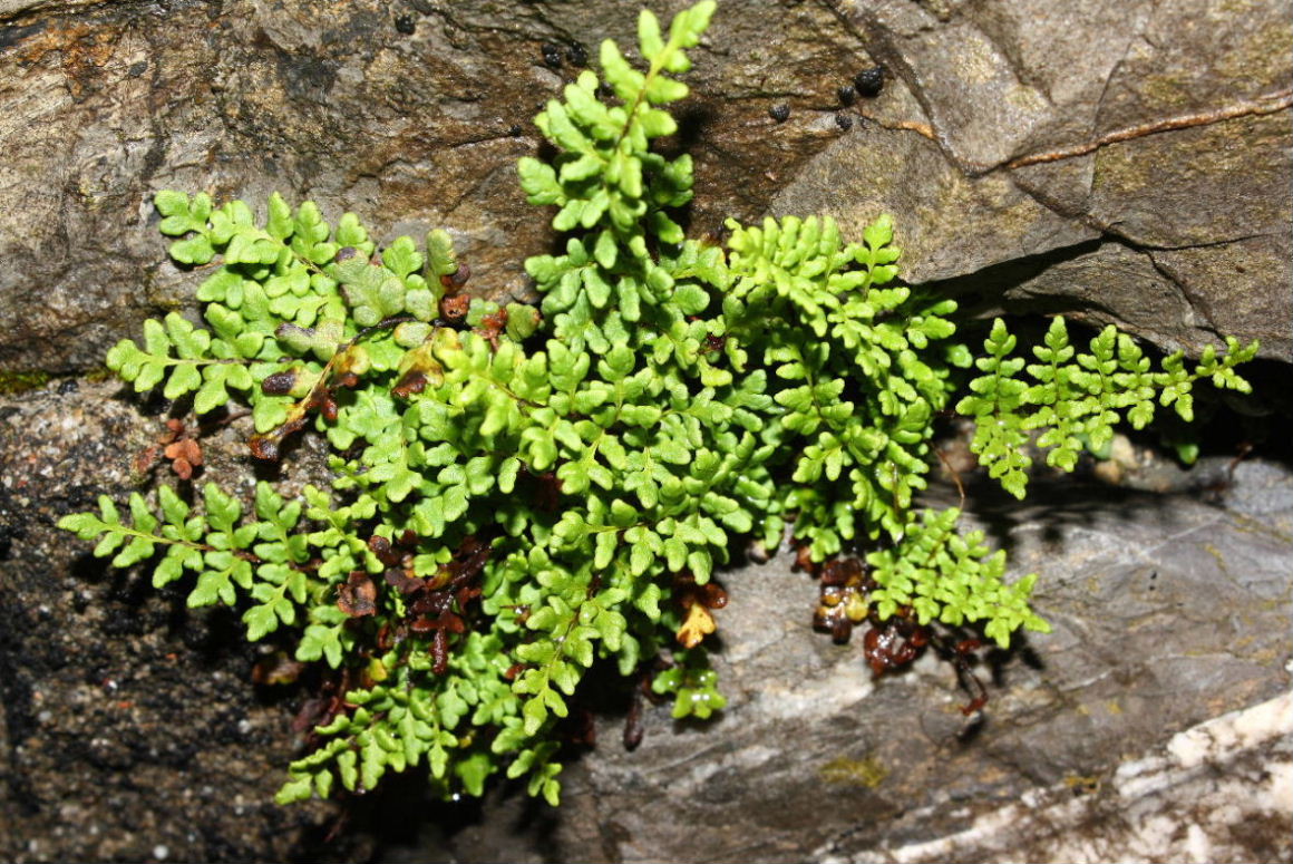 Oeosporangium acrosticum (=Cheilanthes acrostica) / Felcetta odorosa